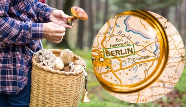 Pilze sammeln Berlin 2025 – Beste Orte & Tipps für Waldpilze in Brandenburg Pilze sammeln Berlin 2025