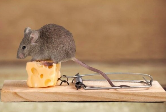 Wie man Mäuse ohne Gift loswird: 6 einfache und sichere Methoden, die wirklich funktionieren Wie man Ratten und Mäuse ohne Gift loswird