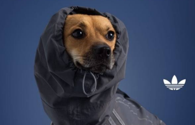 Adidas präsentiert die Haustierbekleidungskollektion 2025: Details zu stylischer Kleidung und Accessoires Adidas Haustierbekleidungskollektion