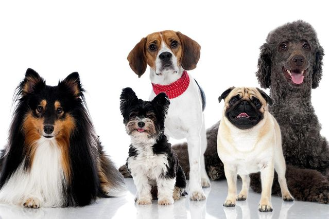 6 Hunderassen, die für Anfänger schwer zu halten sind: Tipps vom Hundetrainer Hunde