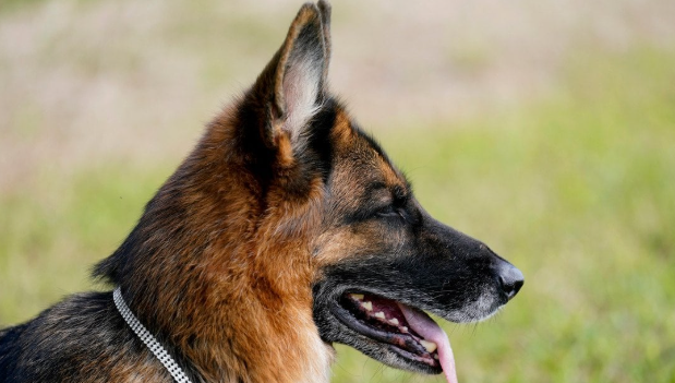 Die 5 treuesten Hunderassen im Jahr 2025: Intelligenz, Loyalität und Schutz des Besitzers Schäferhund