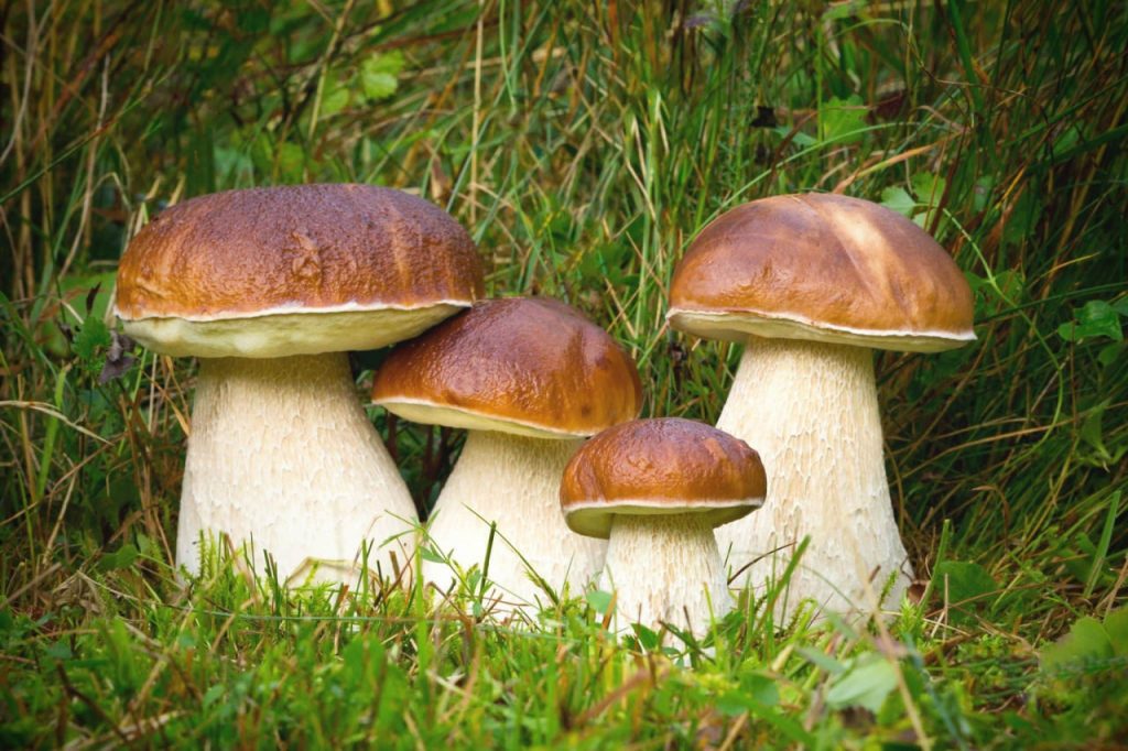 Pilze sammeln in Brandenburg – die schönsten Reviere und besten Tipps Pilze sammeln in Brandenburg: Die schönsten Wälder und Tipps für eine erfolgreiche Pilzsaison