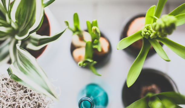 So machen Sie Ihren Garten winterfest: einfache Schritte zum Schutz Ihrer Pflanzen vor Kälte So bereiten Sie Ihren Garten auf Frost vor: Tipps zum Überwintern von Pflanzen.