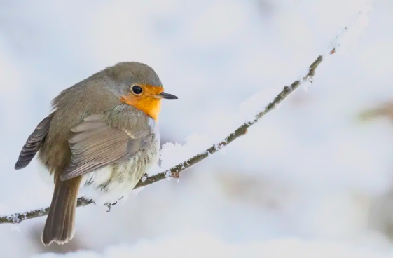 Warum immer mehr Rotkehlchen in Städten bleiben: Ökologen nennen die wichtigsten Gründe Das Rotkehlchen im November: Warum dieser Singvogel zum Symbol deutscher Gärten geworden ist