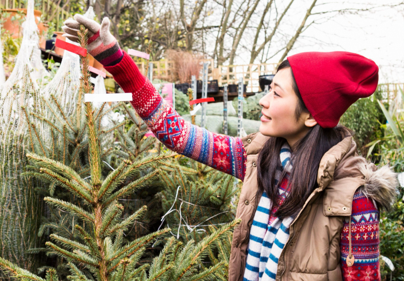 In Europa werden echte Weihnachtsbäume teurer: Welche Faktoren die Preise dieses Jahres beeinflussen Weihnachtsbaumpreise 2024 in Europa steigen — Produzenten nennen Gründe