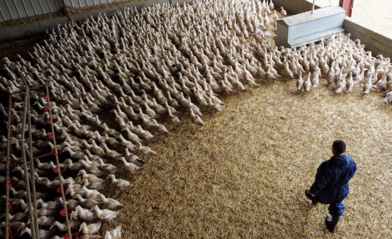 Vogelgrippe H5N1 2025: Frühester Ausbruch in Europa – Institut Pasteur warnt vor möglicher Mutation und Pandemie-Risiko Vogelgrippe H5N1 2025: Früher Ausbruch in Europa und neues Pandemie-Risiko