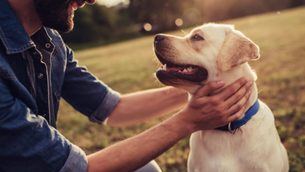 PawChamp von SKELAR: Eine mobile App mit KI zum besseren Verständnis von Hunden Das ukrainische Startup PawChamp bringt eine mobile App mit KI-Assistent Pawchie auf den Markt.